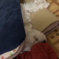 三つ折りマットの間が好きなのは良いけど寝方が雑